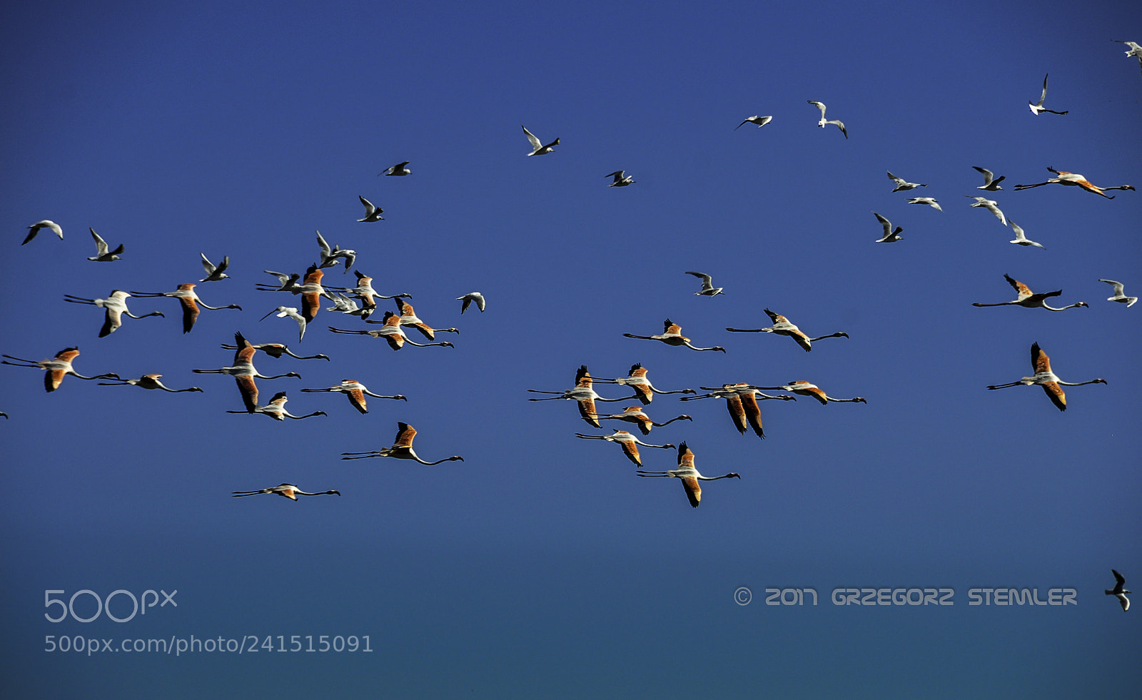 Nikon D90 sample photo. Pelican photography