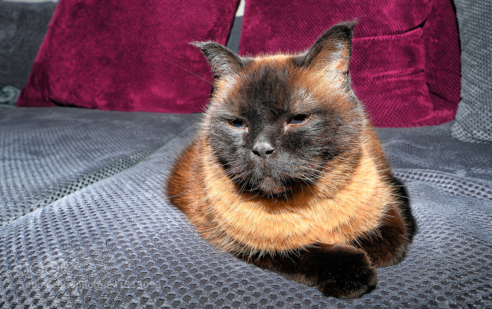 Nikon D850 sample photo. Lazy cat photography