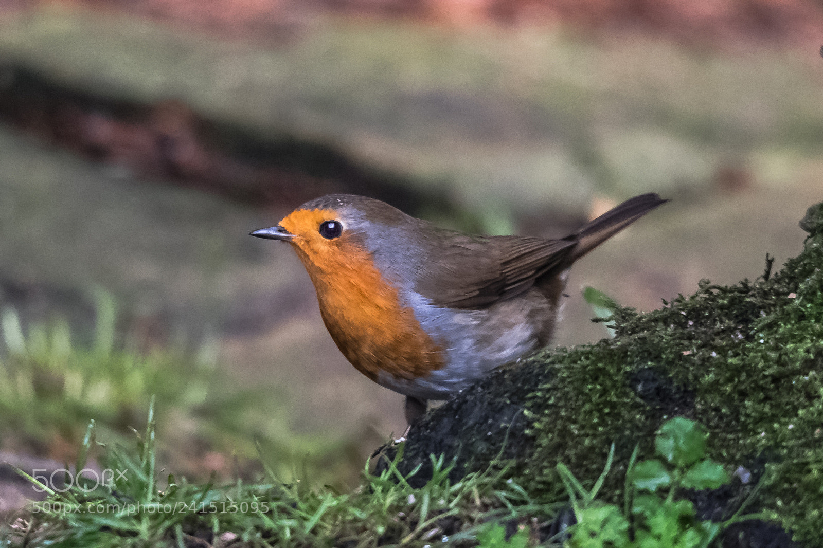 Nikon D850 sample photo. On the stump photography
