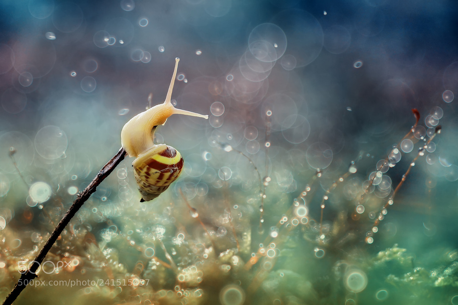 Canon EOS 550D (EOS Rebel T2i / EOS Kiss X4) sample photo. Snail, bokeh, lonely snail photography