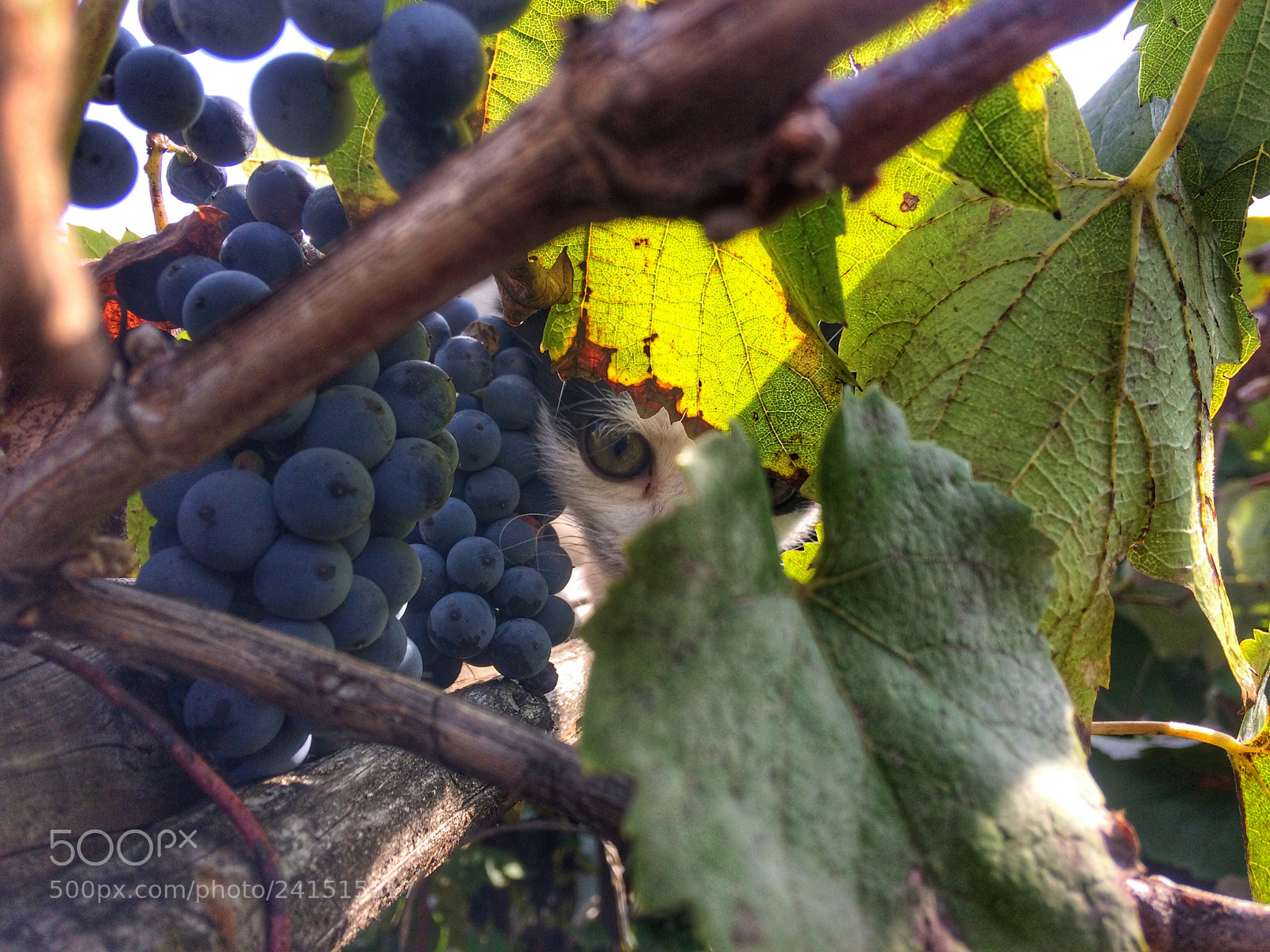 Apple iPhone 5s sample photo. La panda. photography