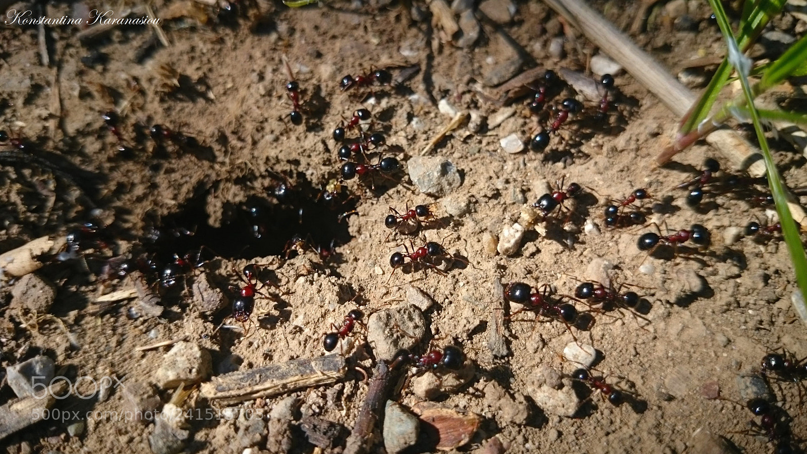 Sony Xperia Z2 sample photo. Ant ? stories... photography