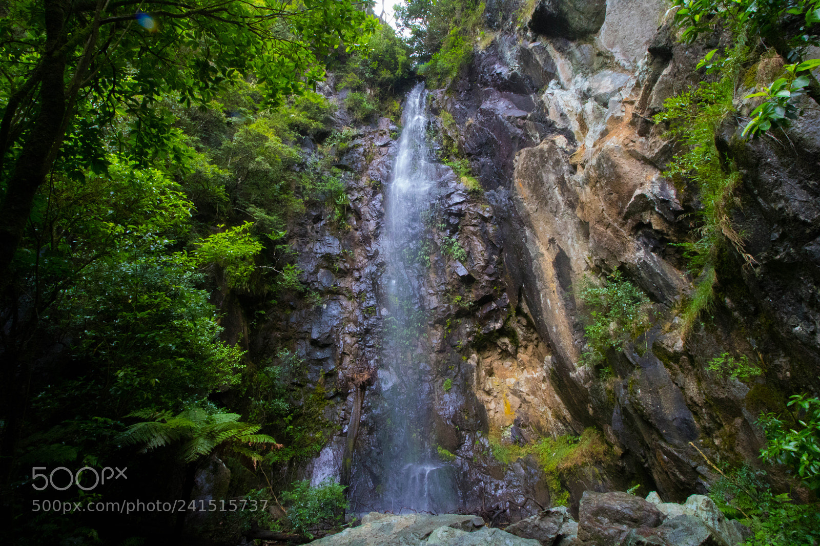 Canon EOS 750D (EOS Rebel T6i / EOS Kiss X8i) sample photo. Karangahake gorge photography