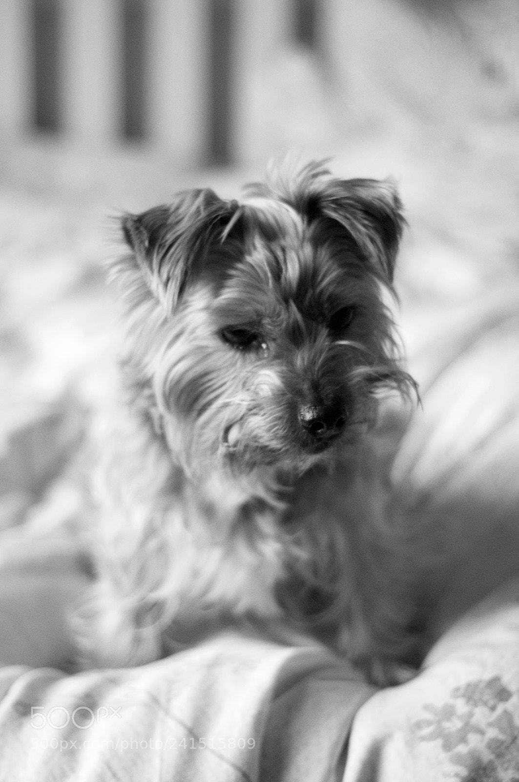 Nikon D90 sample photo. Sleepy dog photography