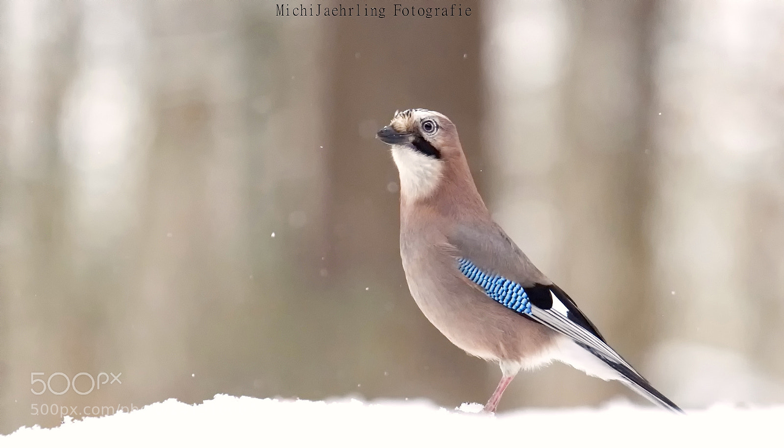 Nikon D7200 sample photo. Eichelhäher (garrulus glandarius) photography