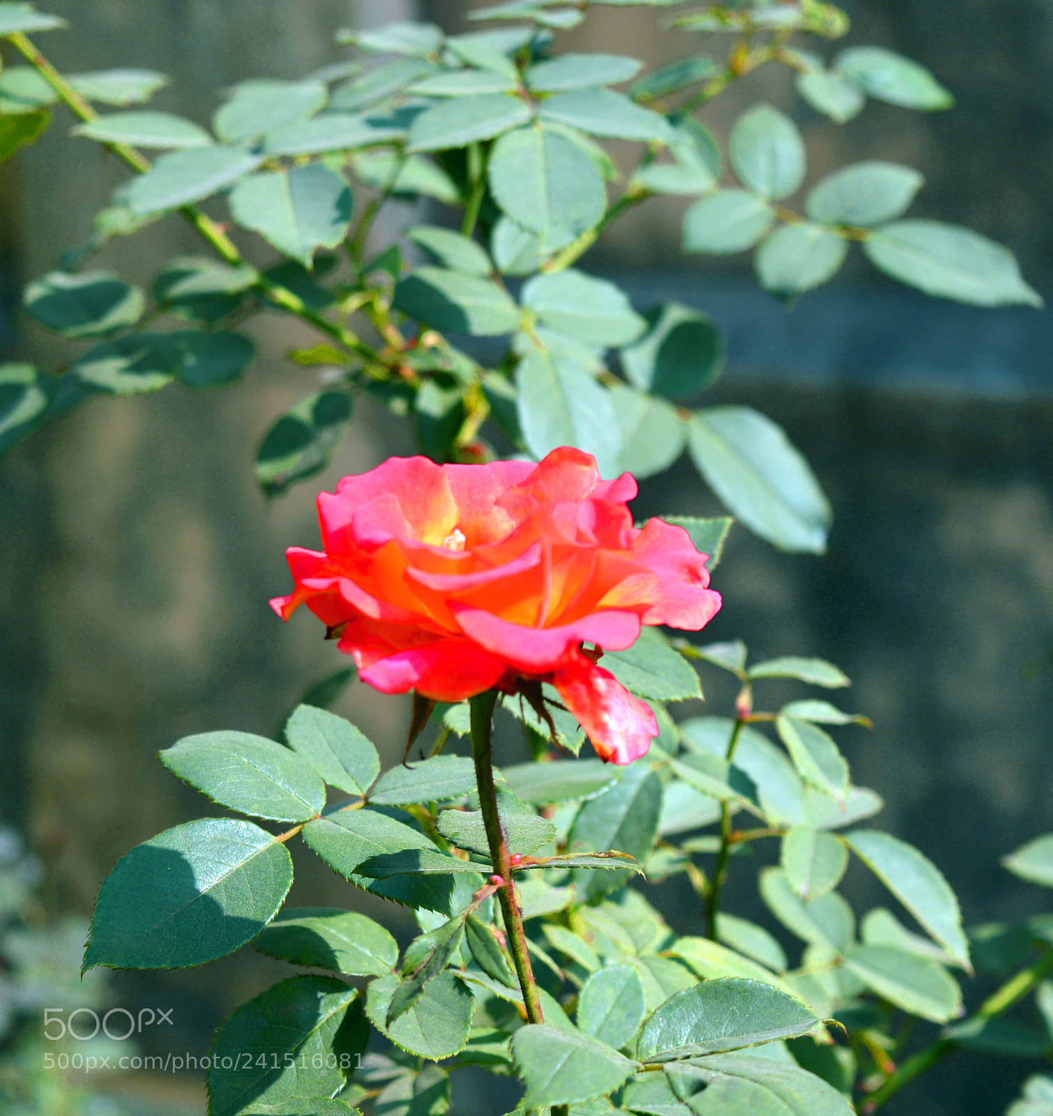Nikon D3200 sample photo. Untitled photography
