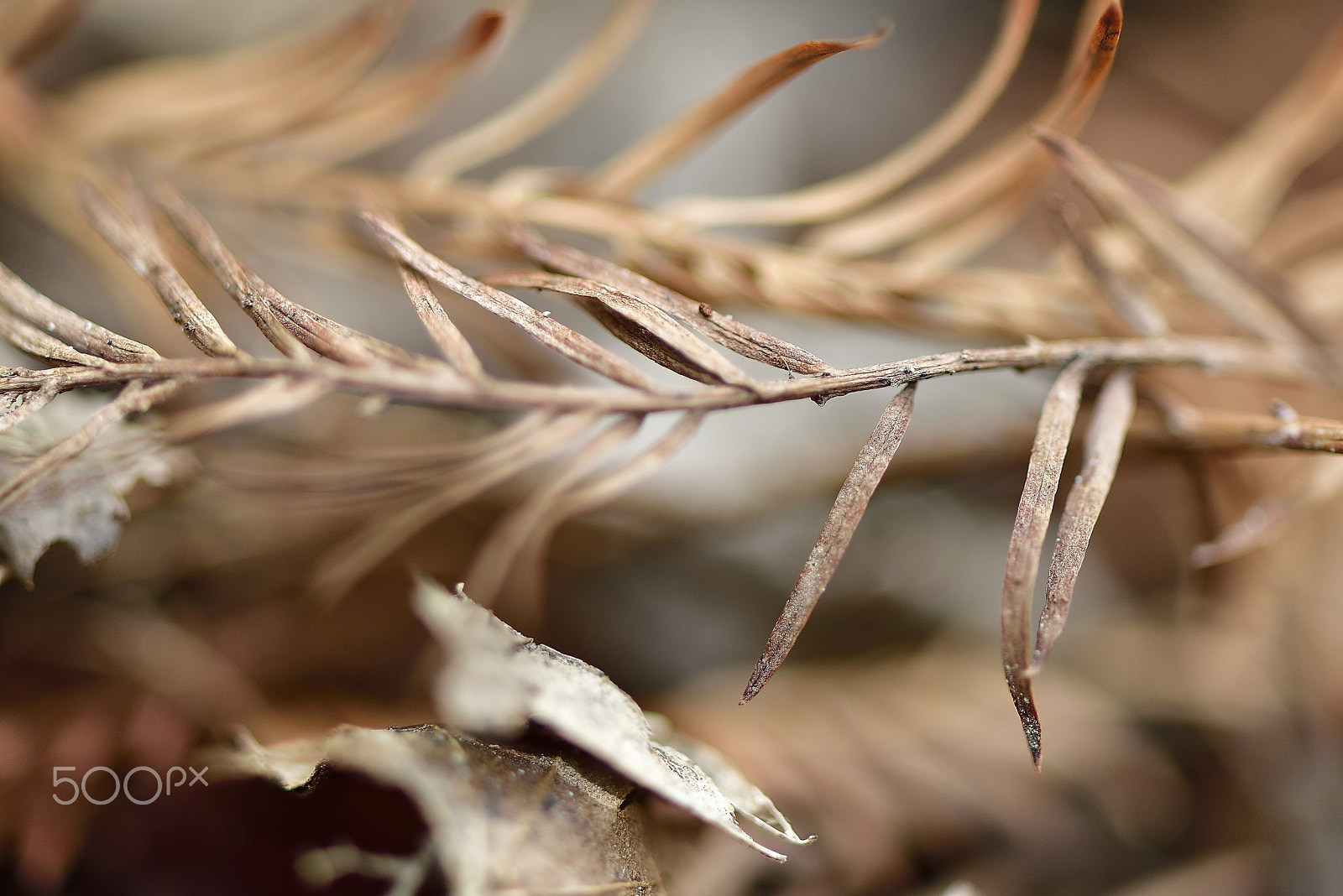 Nikon AF-S Micro-Nikkor 105mm F2.8G IF-ED VR sample photo. The leaves falling on that side photography