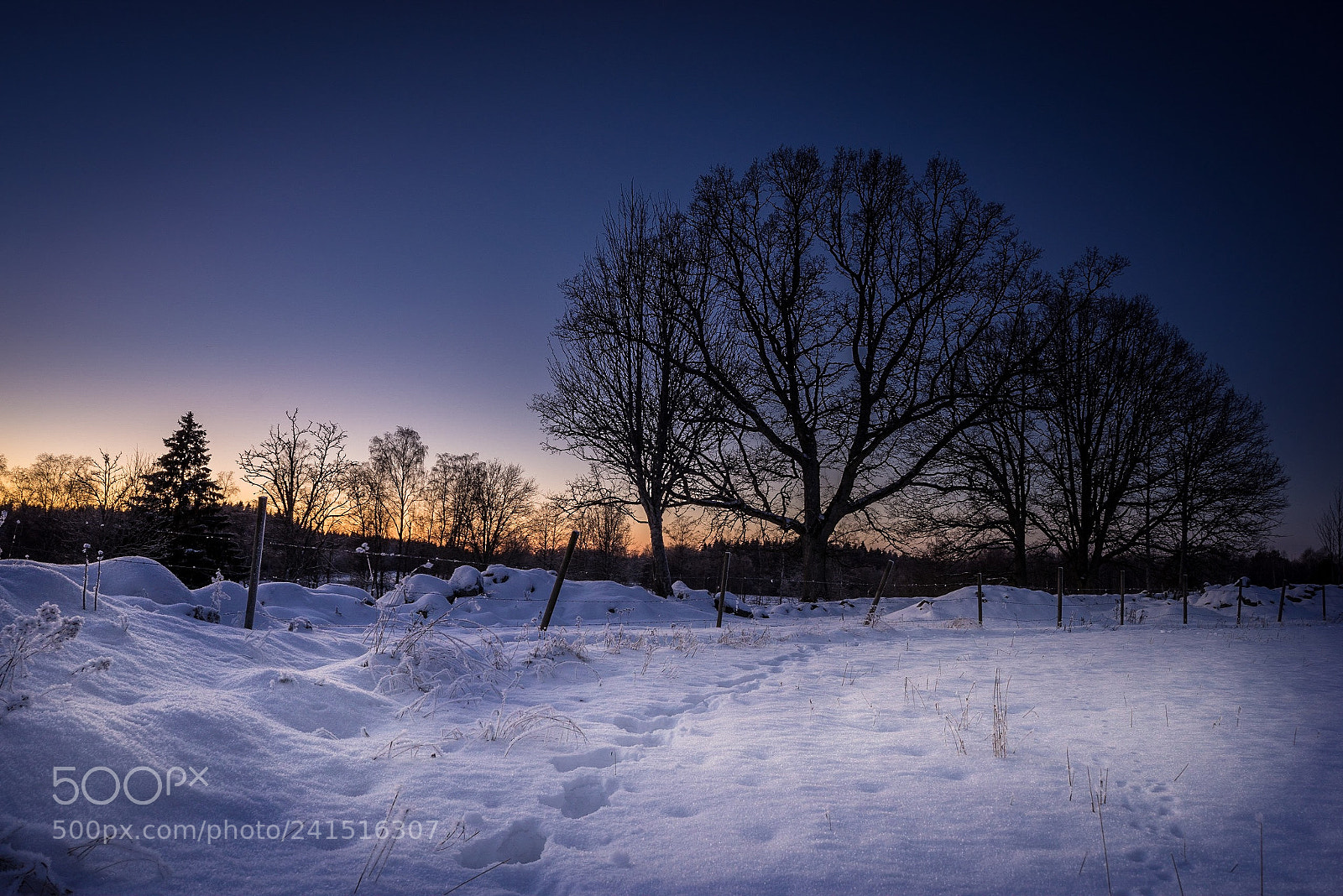 Sony a7R sample photo. White winter photography