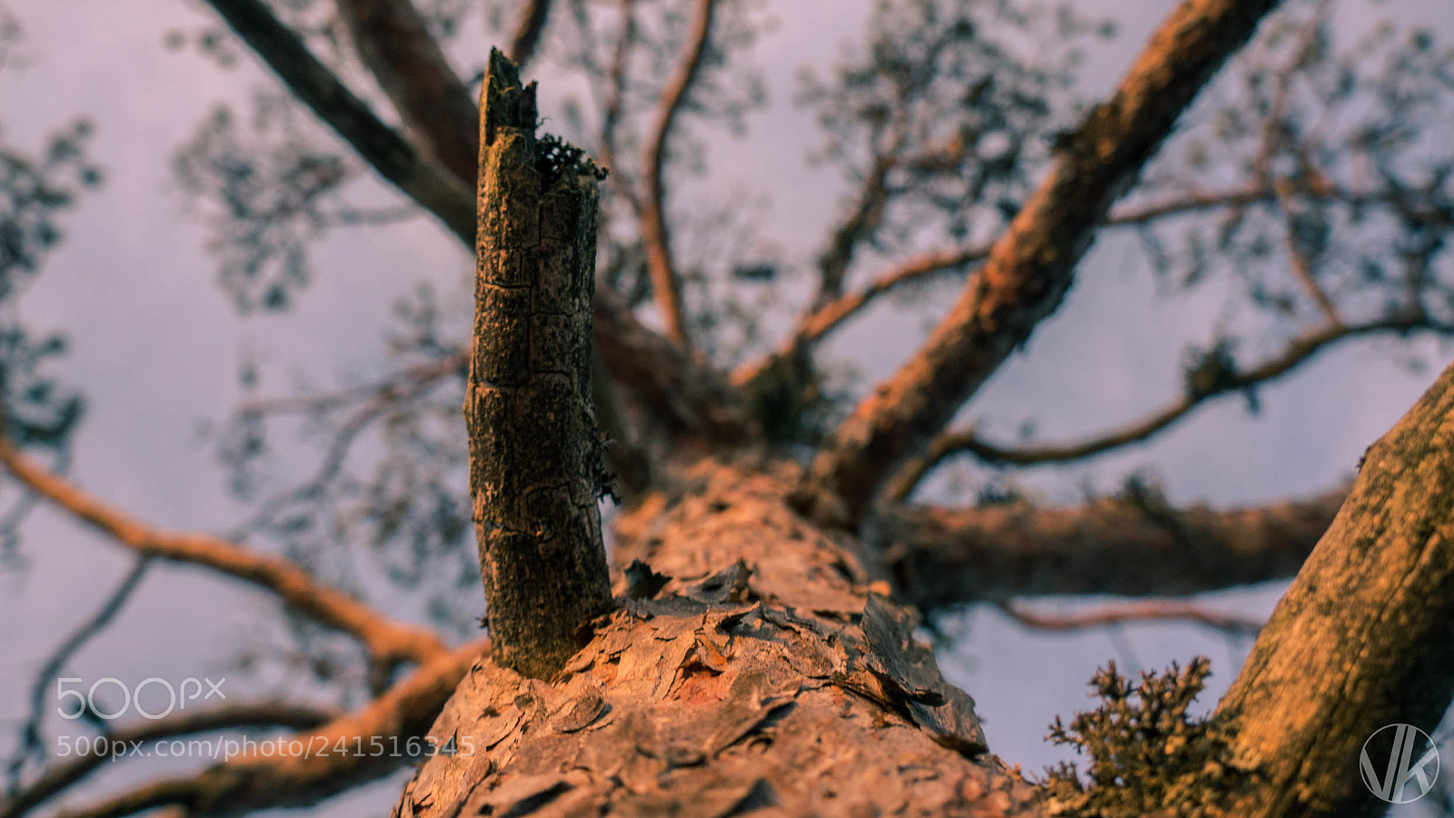 Sony Alpha NEX-5R sample photo. Kakerdaja 31.12.2017 photography