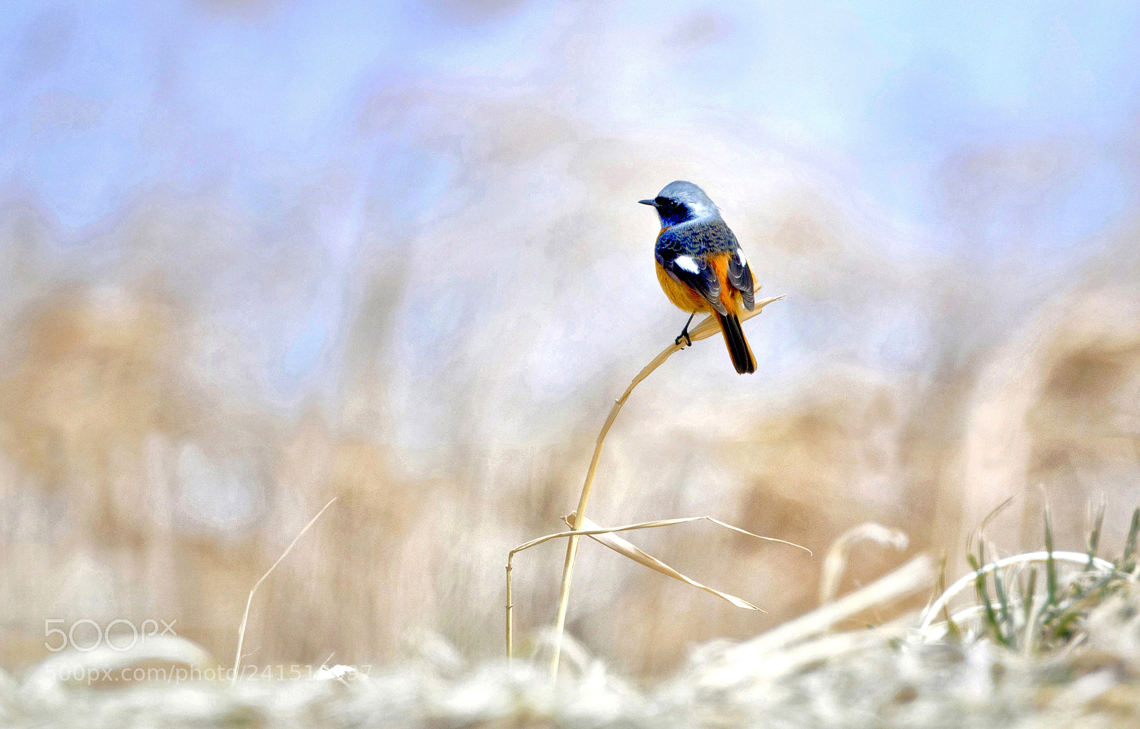Nikon D500 sample photo. Phoenicurus auroreus photography