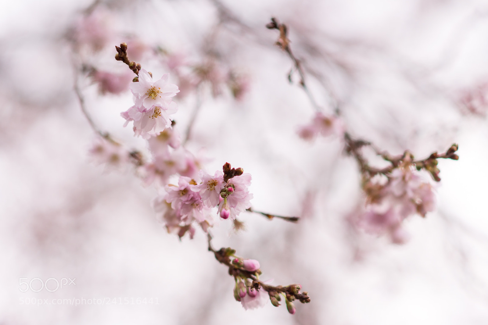 Nikon D7200 sample photo. Winterkirsche photography