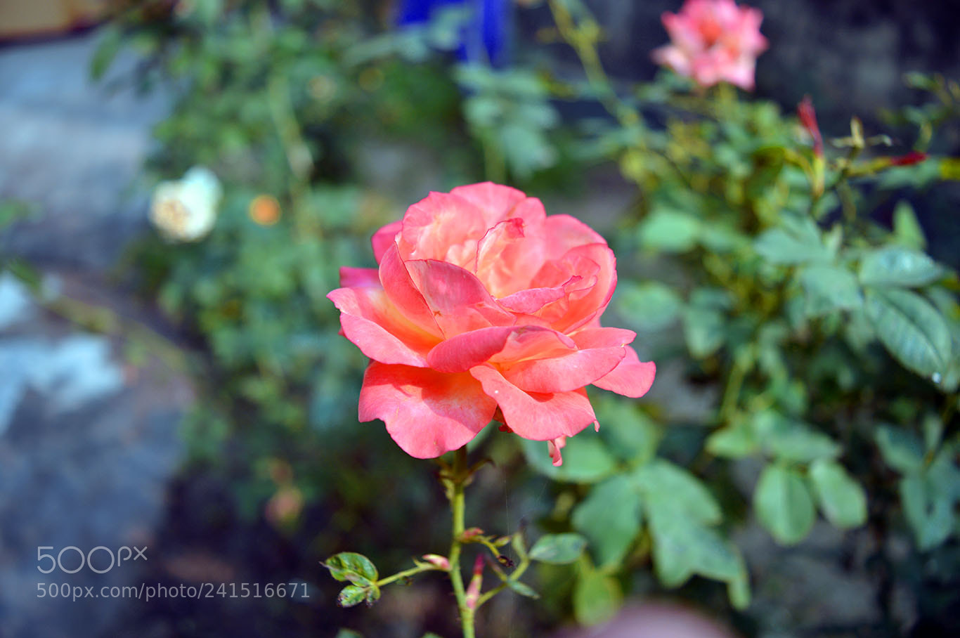 Nikon D3200 sample photo. গোলাপ photography