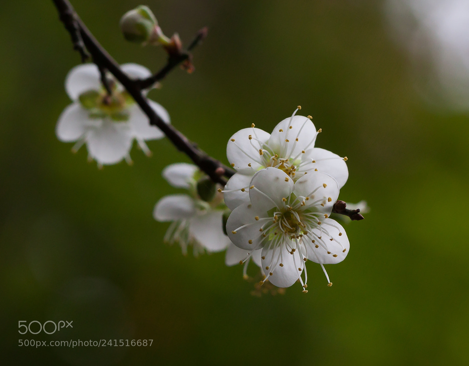 Canon EOS 50D sample photo. Untitled photography