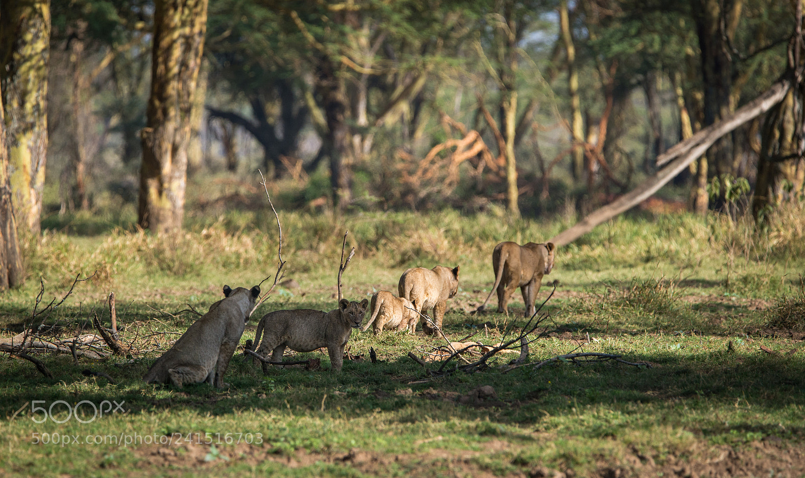 Nikon D600 sample photo. King of the jungle photography