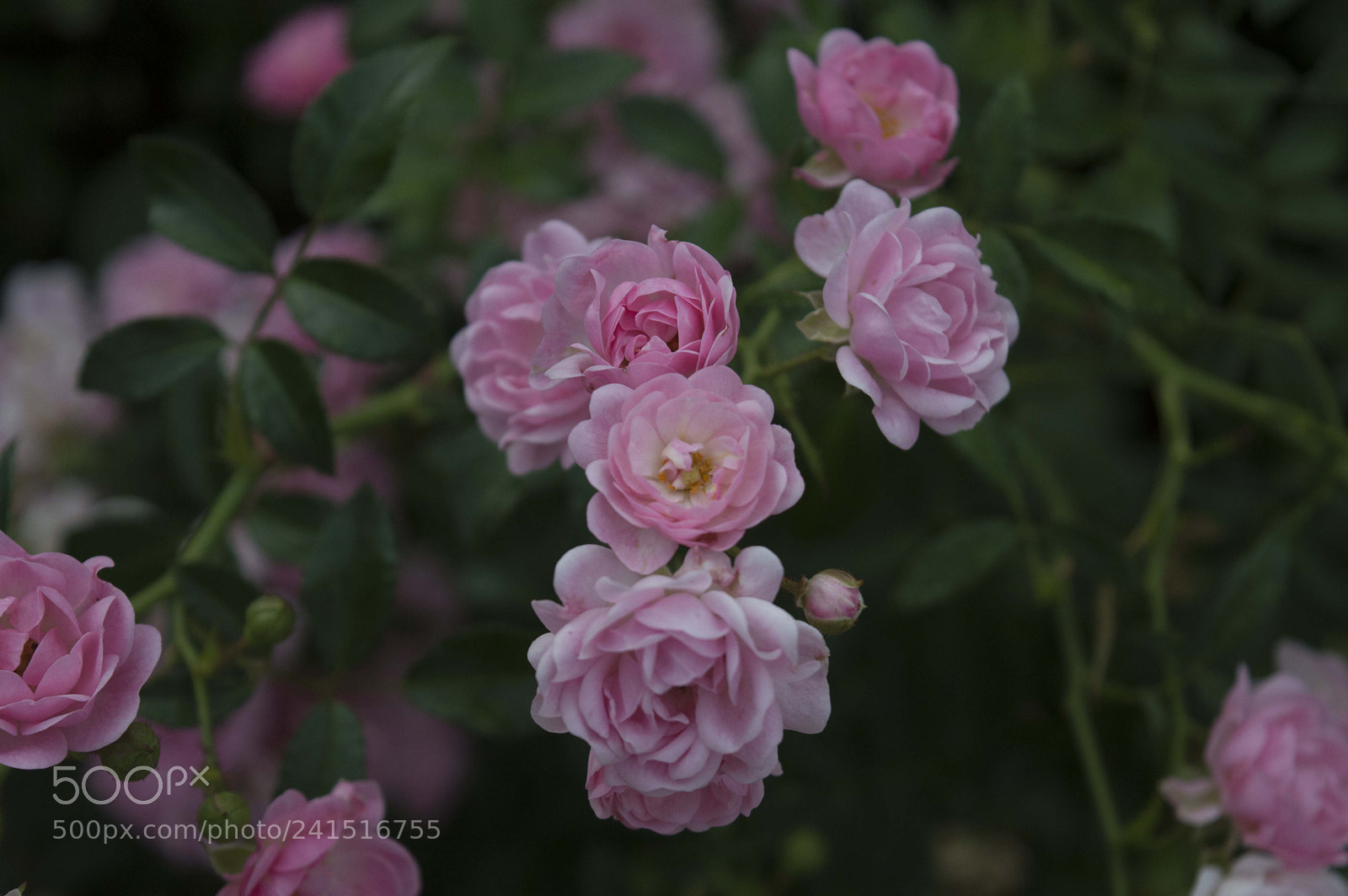 Nikon D3200 sample photo. Roses photography