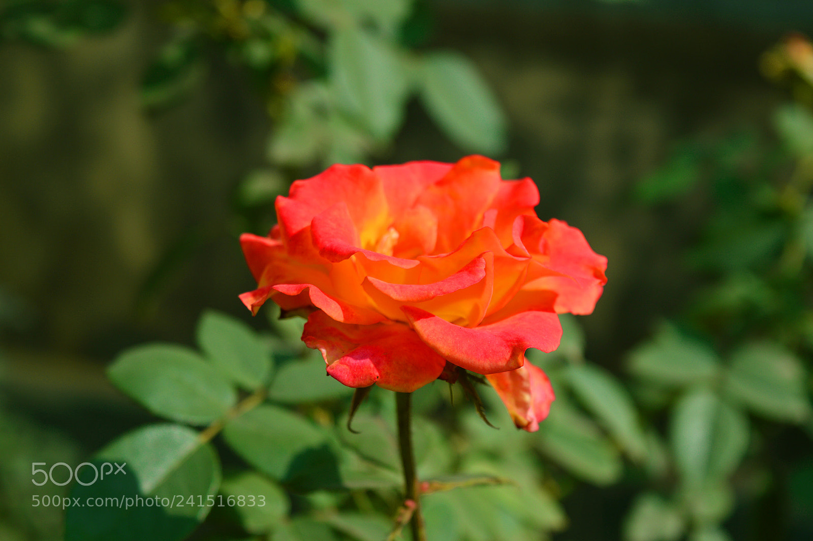 Nikon D3200 sample photo. Untitled photography