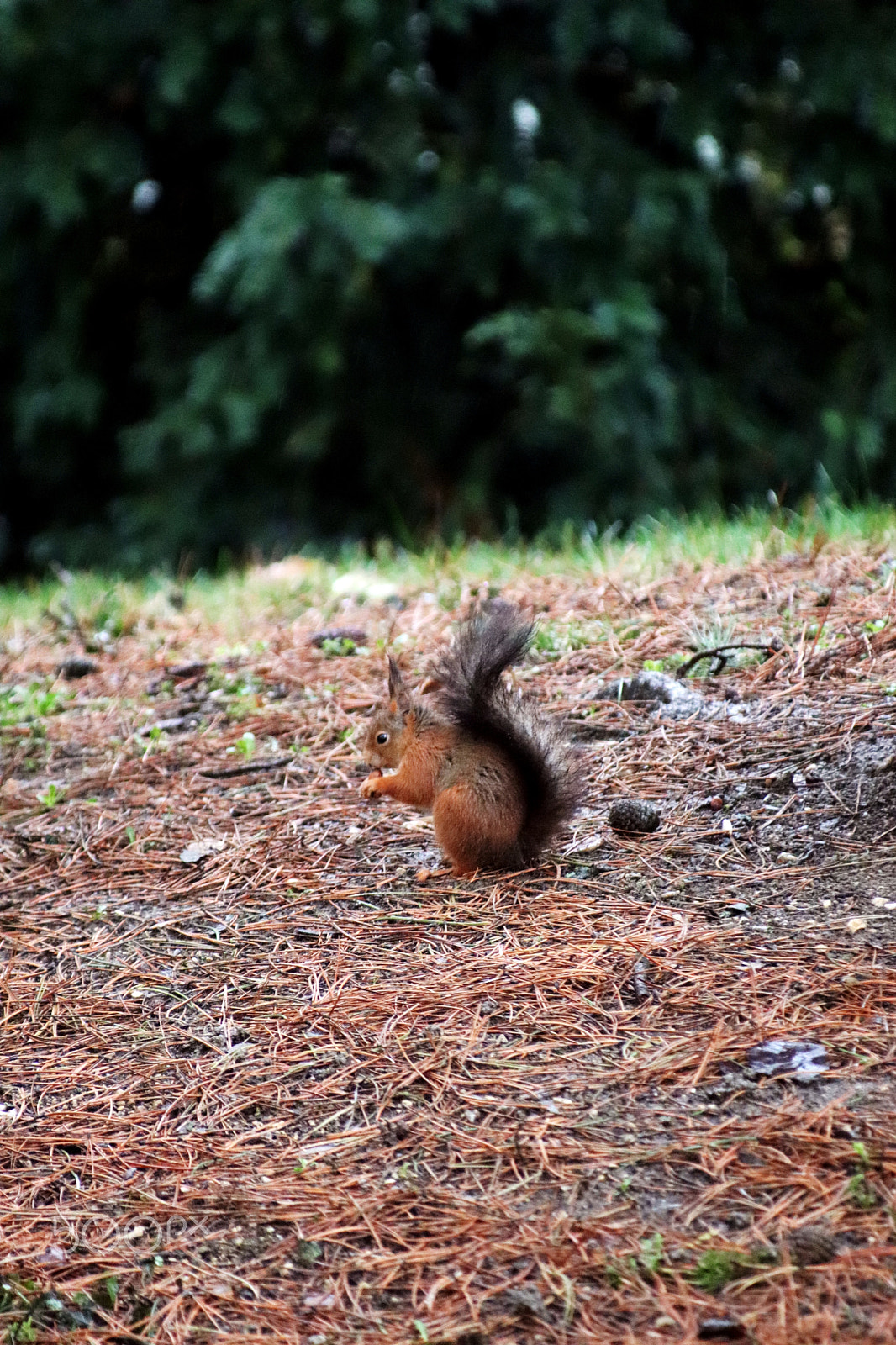 Canon EF 80-200mm F4.5-5.6 II sample photo. Lunch time photography