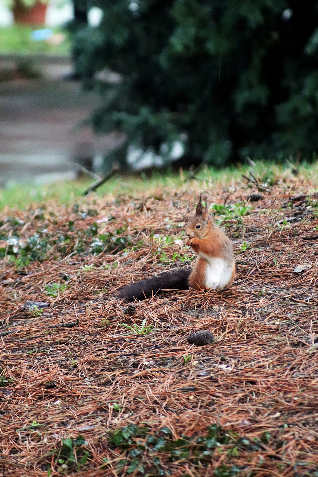 Canon EF 80-200mm F4.5-5.6 II sample photo. Lunch time photography