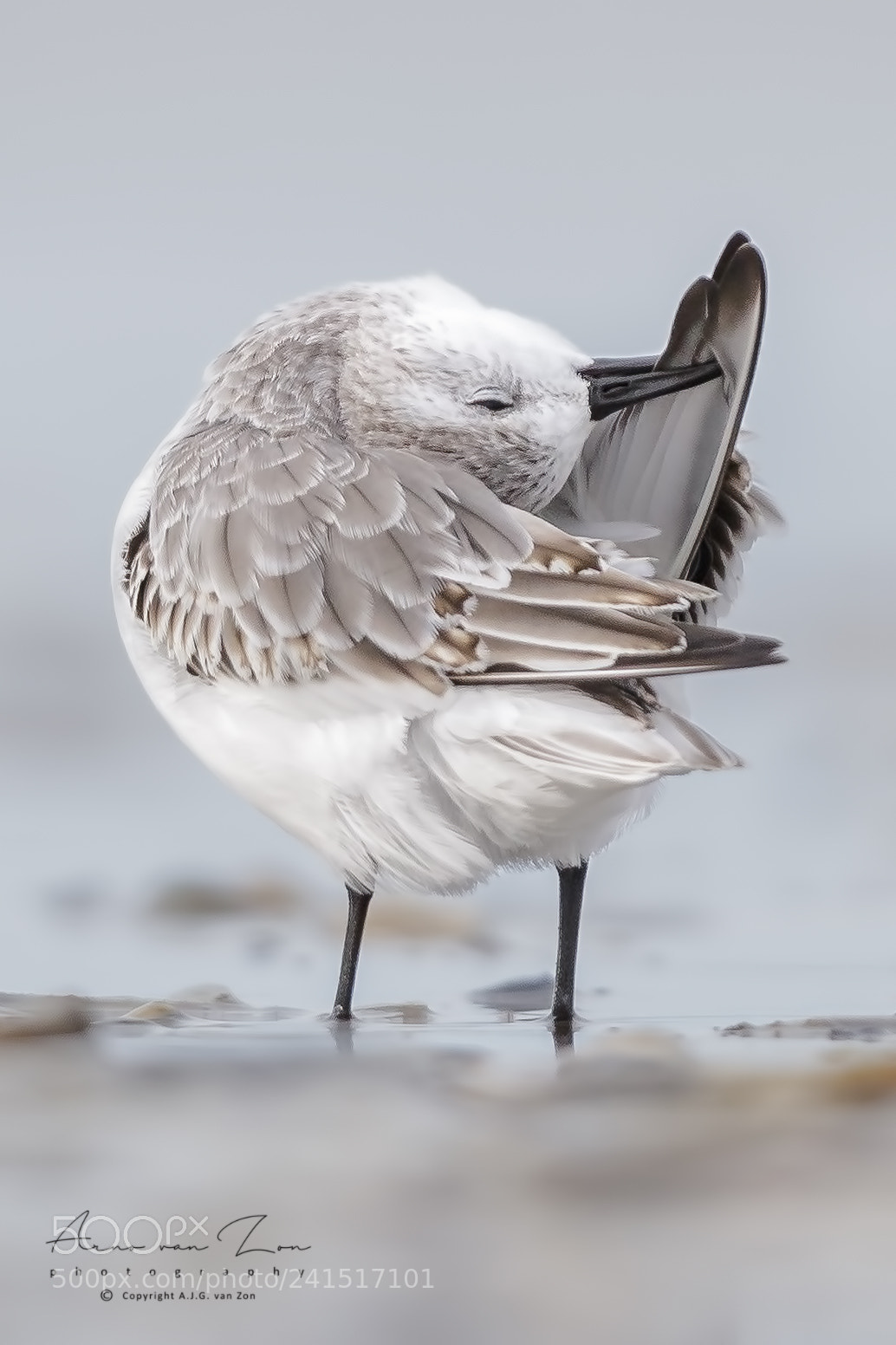 Canon EOS-1D X Mark II sample photo. The sanderling..... photography