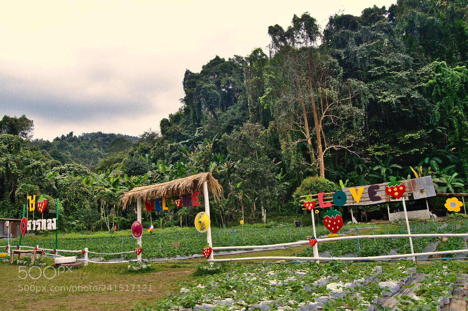 Nikon D3200 sample photo. Strawberry fields photography