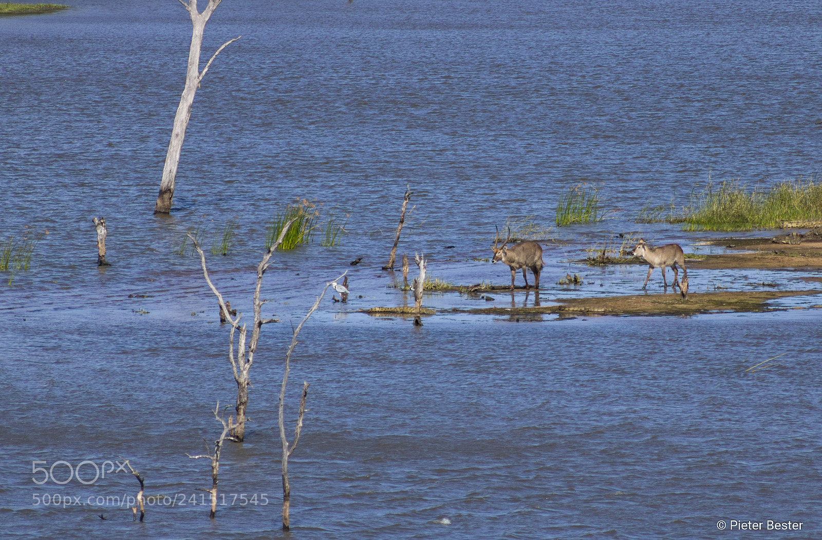 Canon EOS 750D (EOS Rebel T6i / EOS Kiss X8i) sample photo. Waterbucks at a lake photography