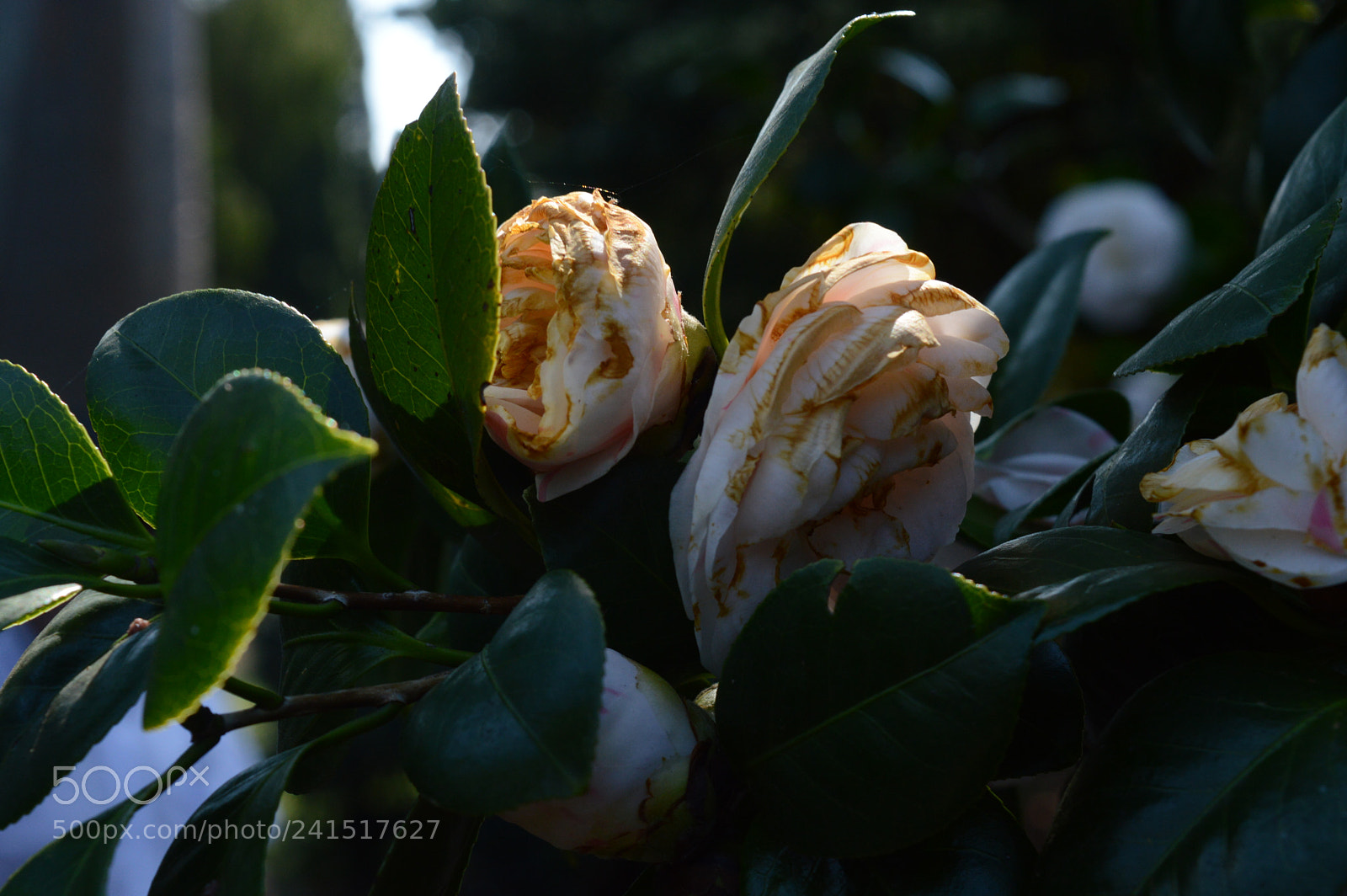Nikon D3200 sample photo. Gold flowers photography