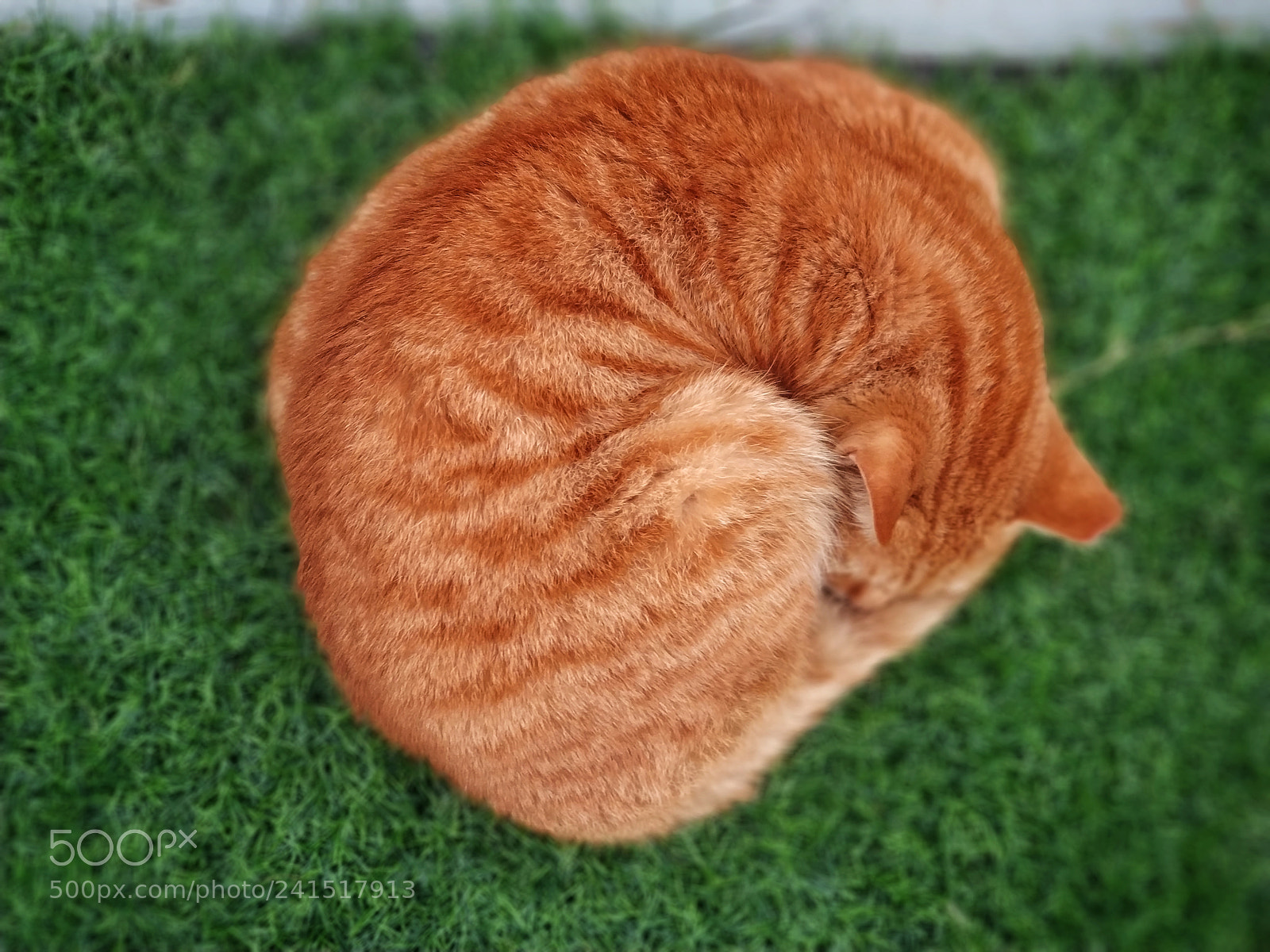 Xiaomi Mi Note 3 sample photo. 猫生 photography