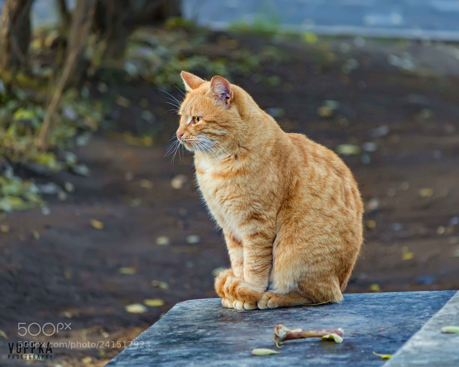 Canon EOS 1300D (EOS Rebel T6 / EOS Kiss X80) sample photo. Bone picture photography