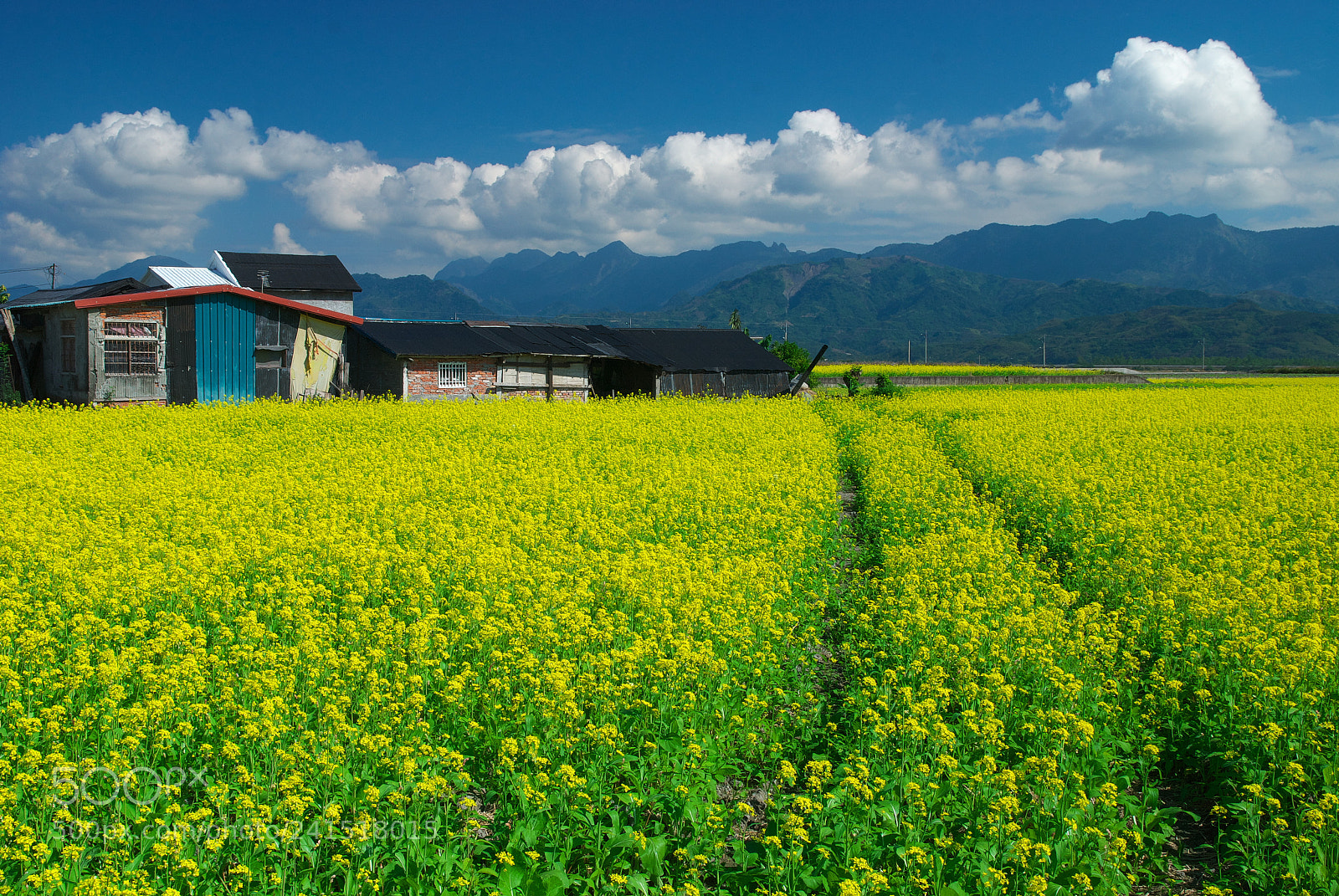 Nikon D80 sample photo. Rape flowers field photography