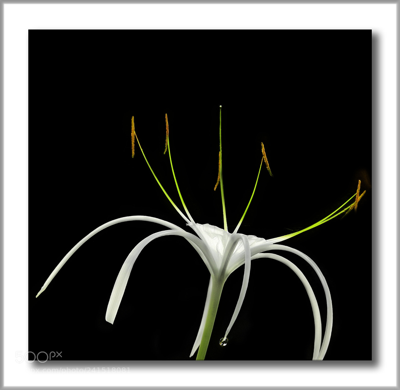 Nikon Coolpix P900 sample photo. White spider lily...... photography