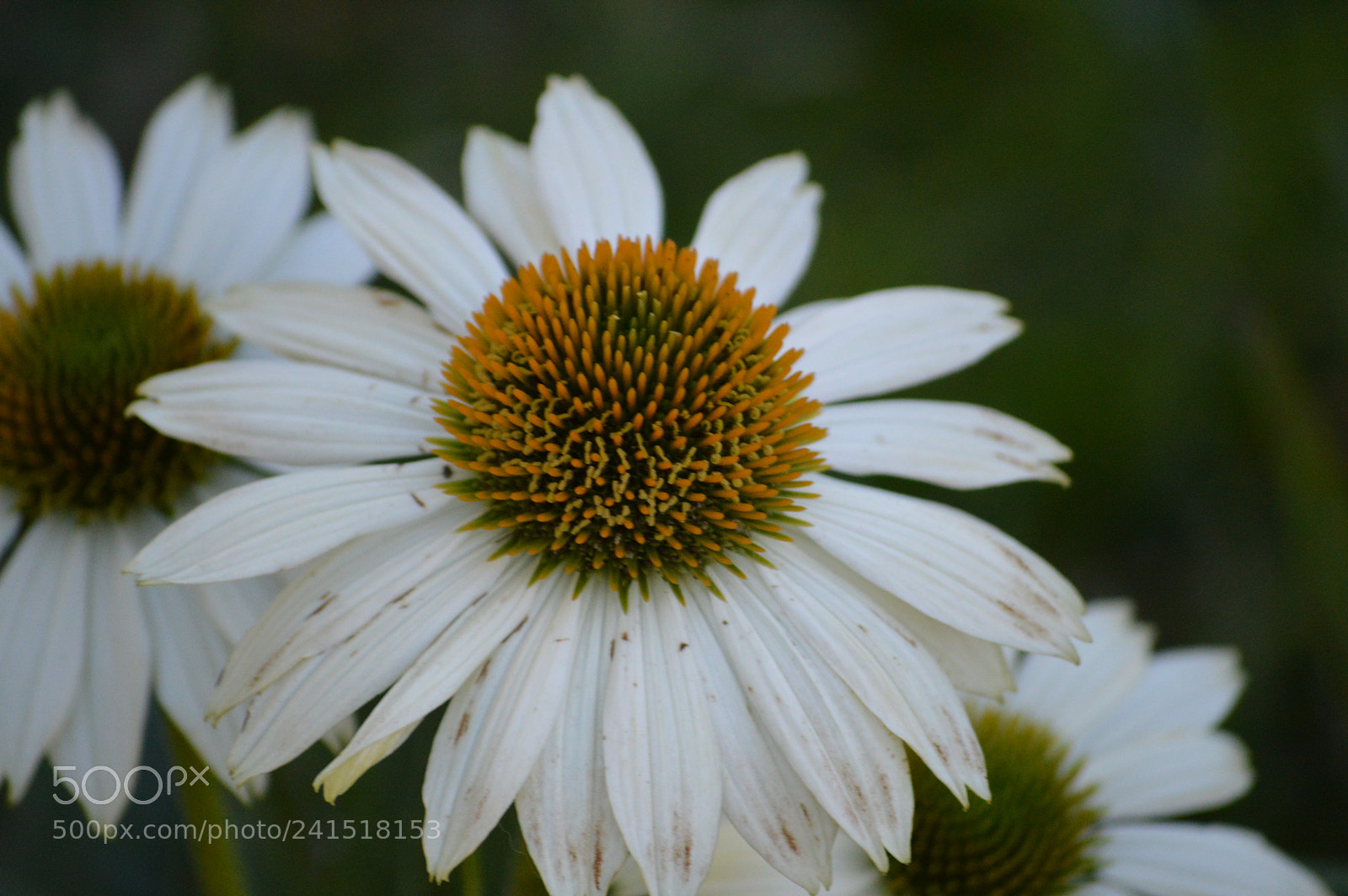 Nikon D3200 sample photo. Flower 2017 photography