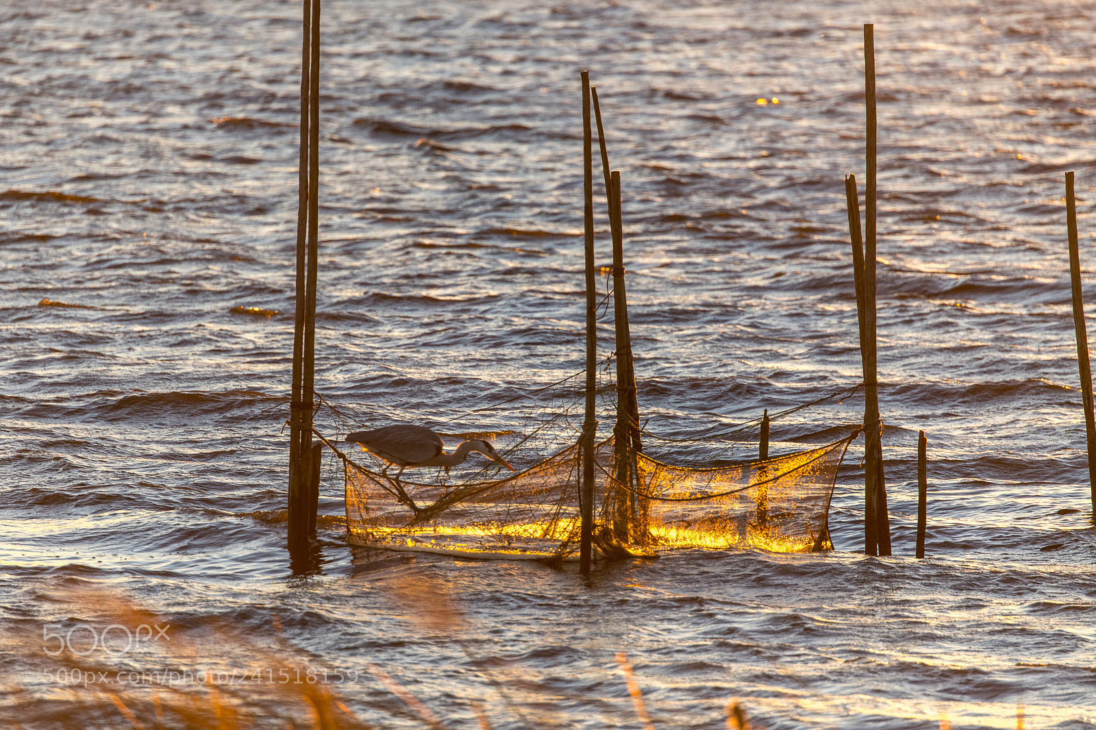 Nikon D850 sample photo. Hunting heron photography
