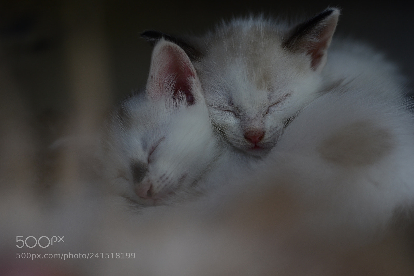 Nikon D3100 sample photo. Sleepy photography