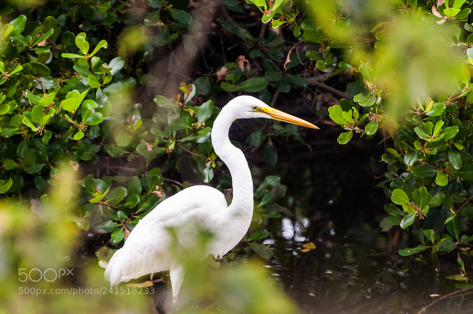 Nikon D300S sample photo. *** photography