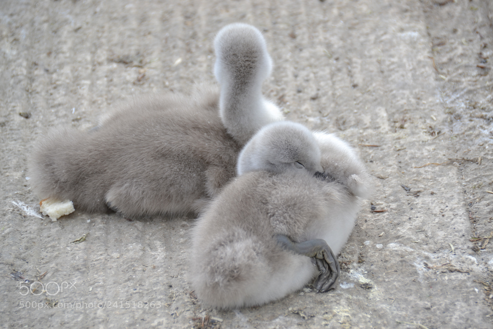 Nikon D3100 sample photo. Sleepy cygnet photography