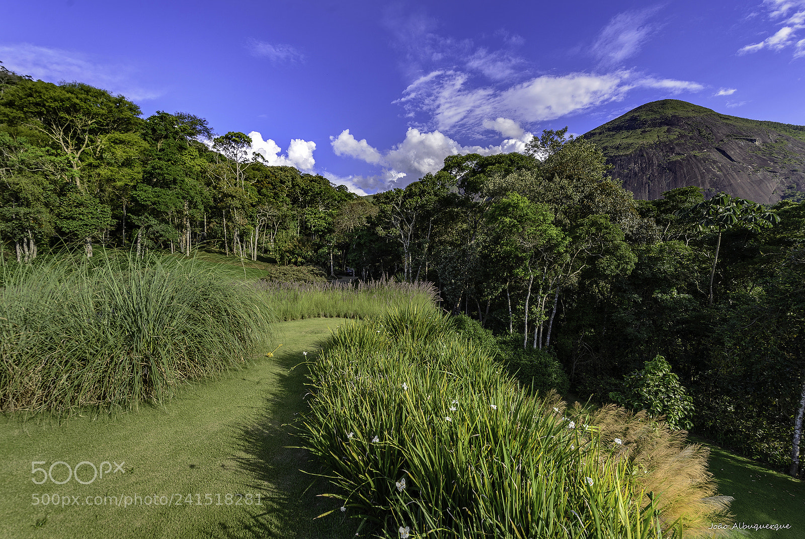 Nikon D600 sample photo. Blue sky and forest photography