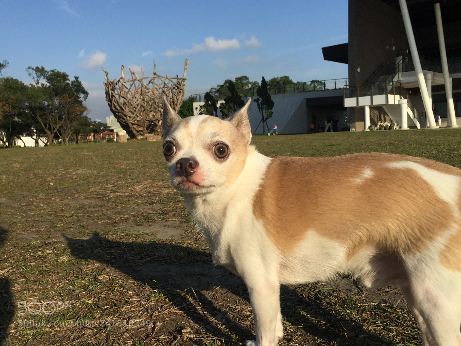 Apple iPhone 6 Plus sample photo. What did you see? photography