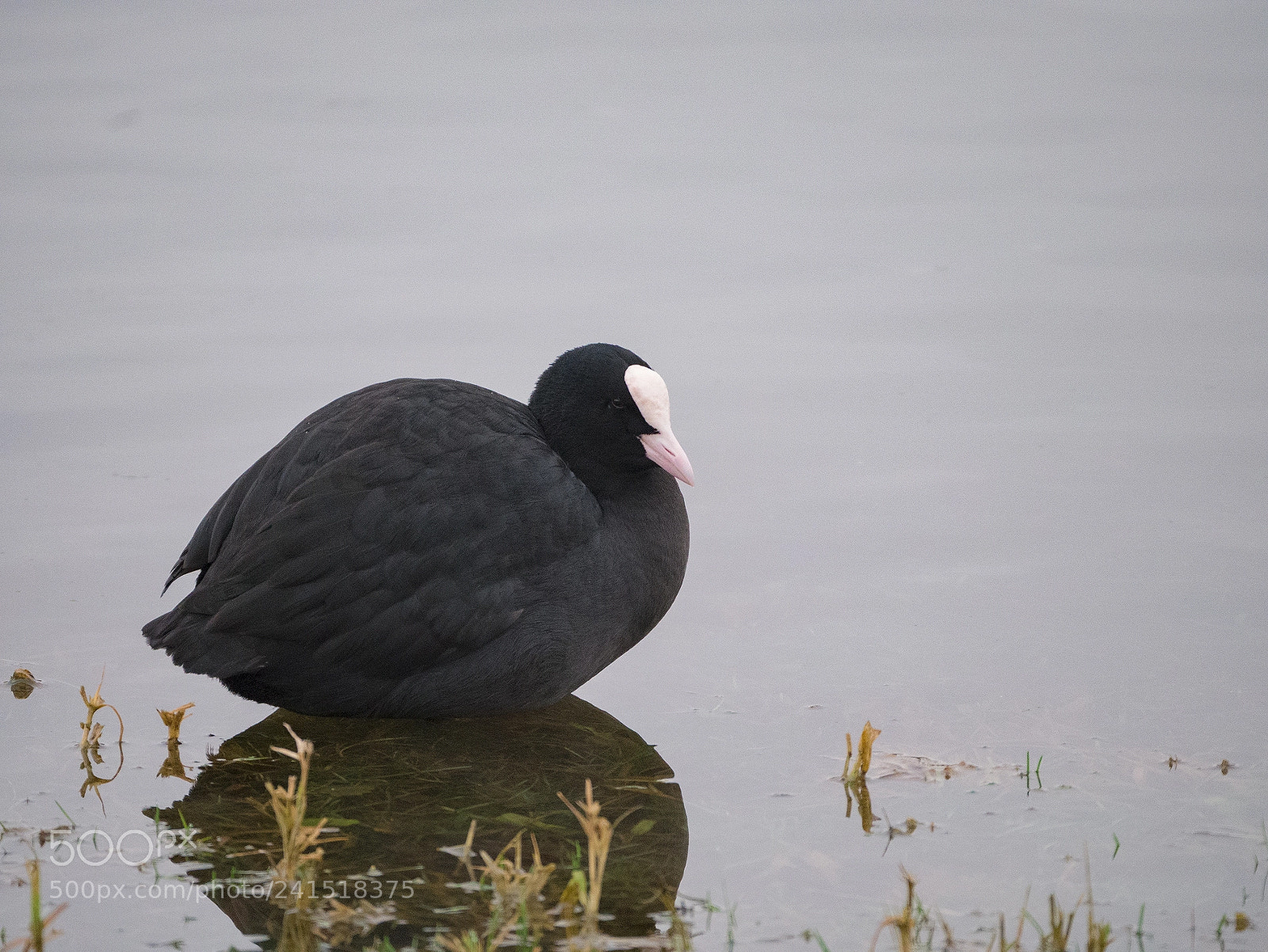 Panasonic Lumix DMC-G85 (Lumix DMC-G80) sample photo. Bird photography