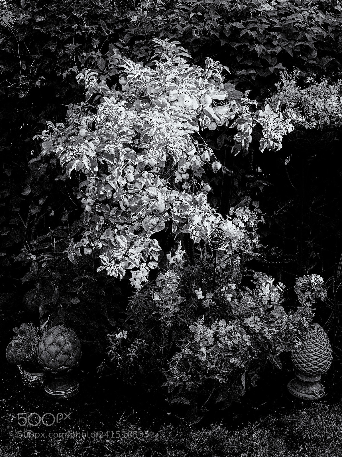 Olympus OM-D E-M10 II sample photo. Garden symphony # photography