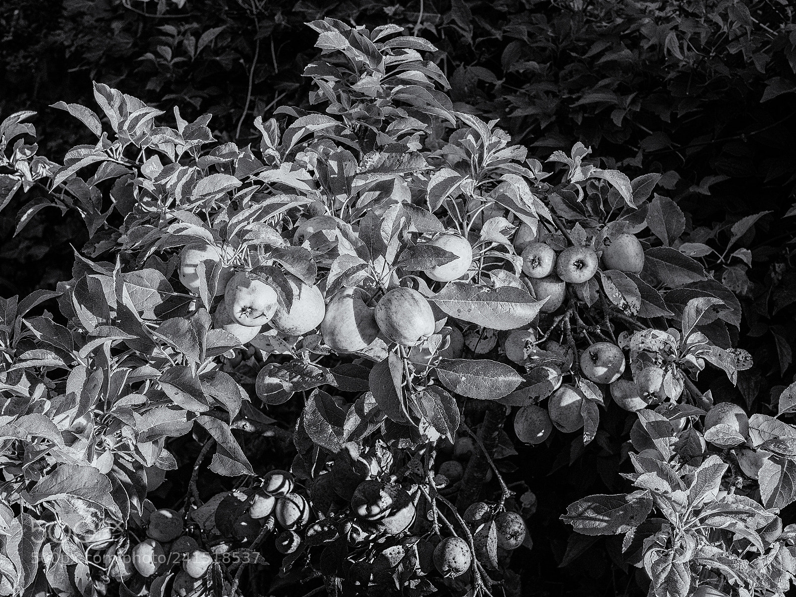 Olympus OM-D E-M10 II sample photo. Garden symphony # photography