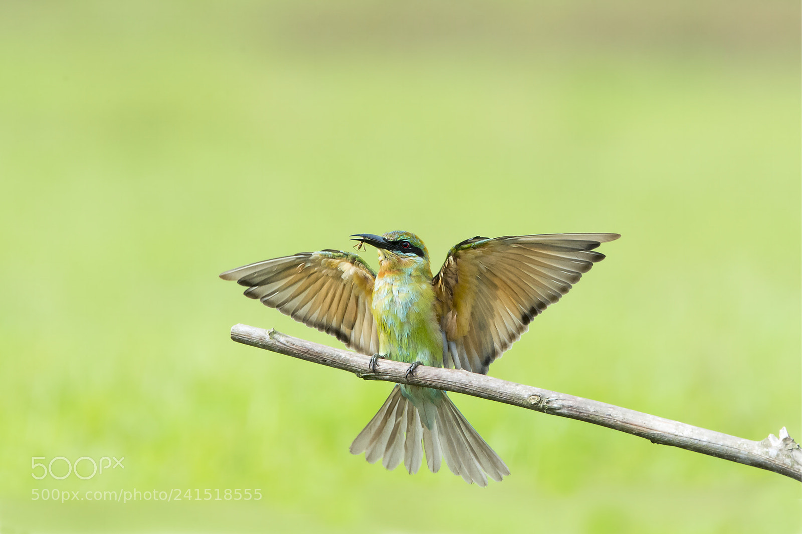 Nikon D4 sample photo. Blue-tailed bee-eater (young adult) photography