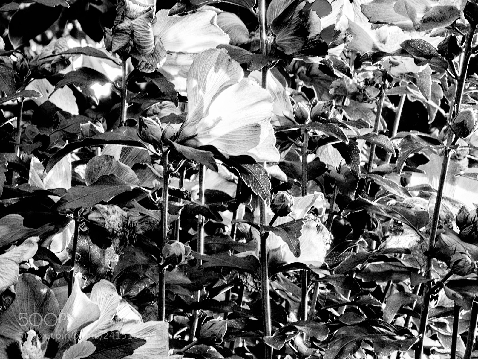 Olympus OM-D E-M10 II sample photo. Garden symphony # photography