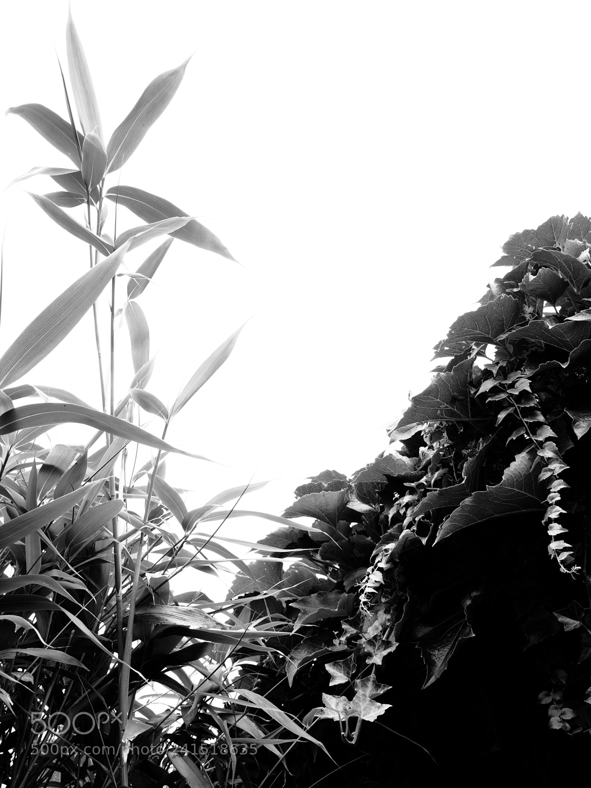 Olympus OM-D E-M10 II sample photo. Garden symphony # photography