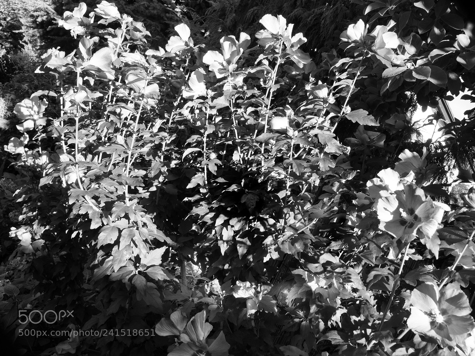 Olympus OM-D E-M10 II sample photo. Garden symphony # photography