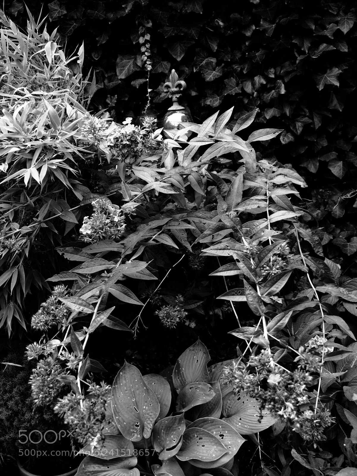 Olympus OM-D E-M10 II sample photo. Garden symphony # photography