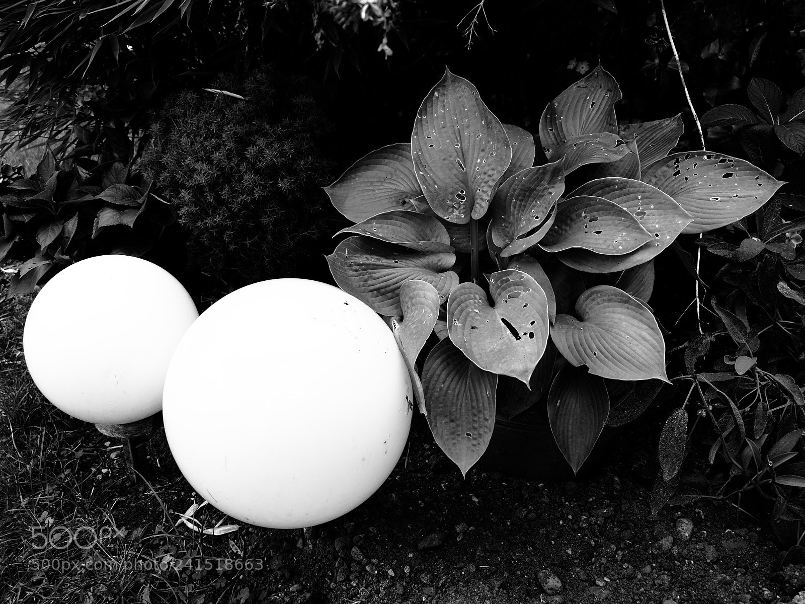 Olympus OM-D E-M10 II sample photo. Garden symphony # photography