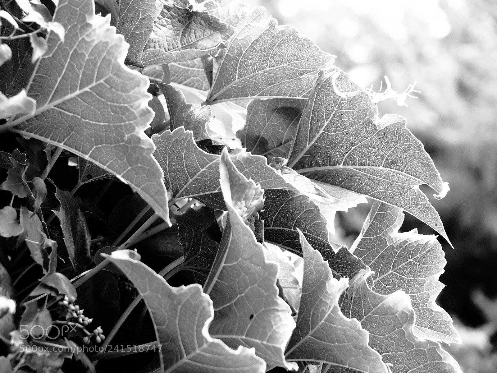 Olympus OM-D E-M10 II sample photo. Garden symphony # photography