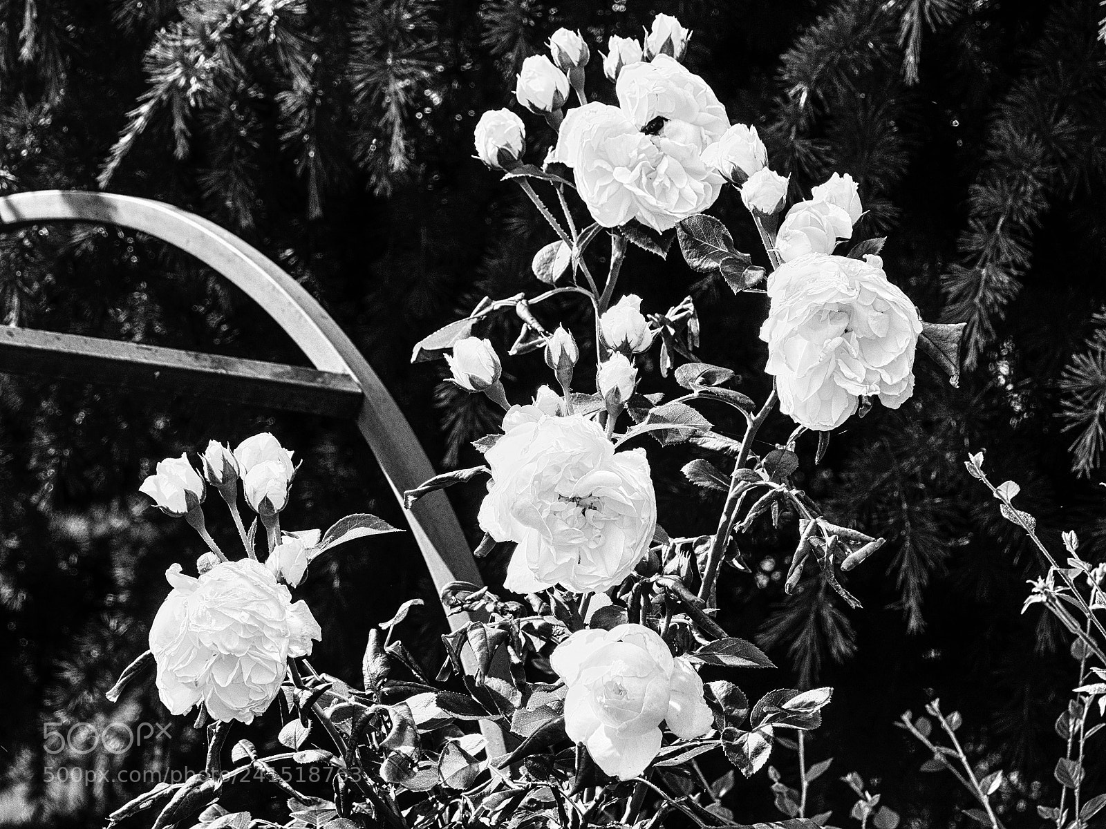 Olympus OM-D E-M10 II sample photo. Garden symphony # photography