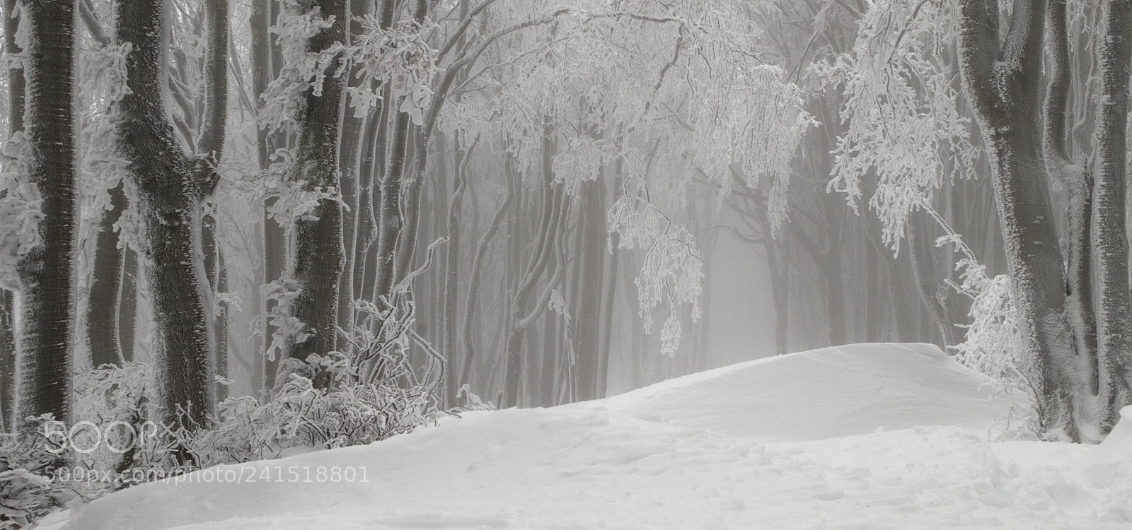 Fujifilm X-T10 sample photo. Foresta casentinese photography