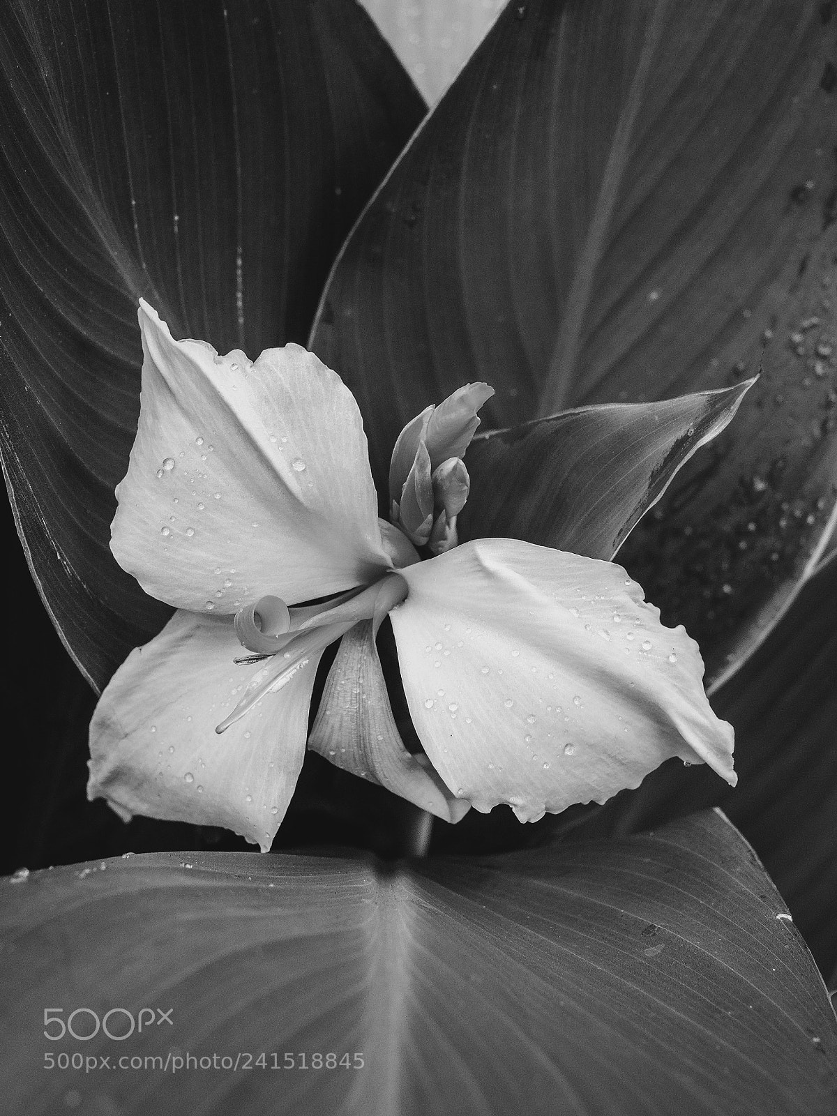 Olympus OM-D E-M10 II sample photo. Garden symphony # photography